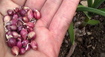 Jak správně zasadit a pěstovat česnek z cibulek?